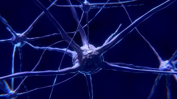Brain